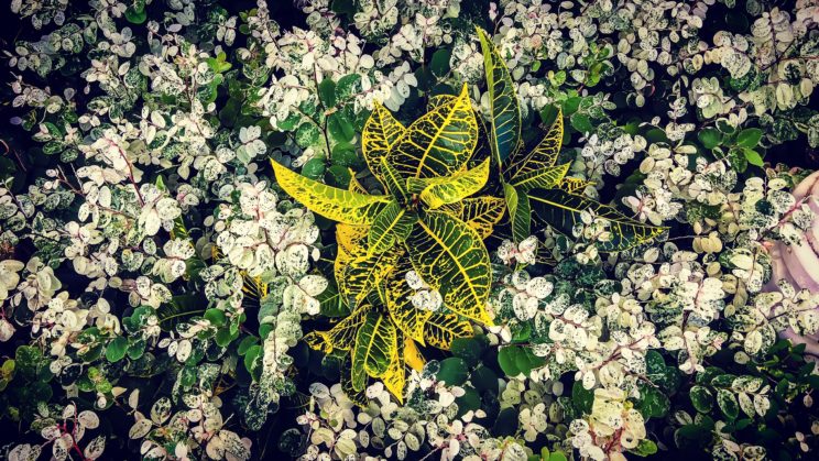 Le temps Anbòkayman