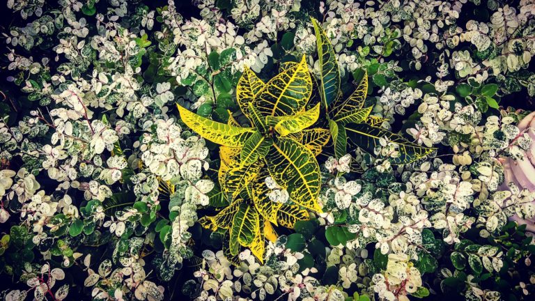 Le temps Anbòkayman