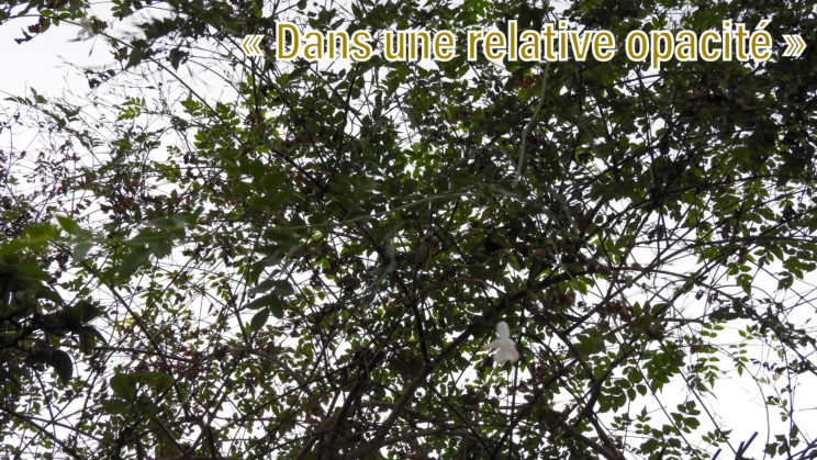 relative opacité sous le jasmin en fleur en plein carême