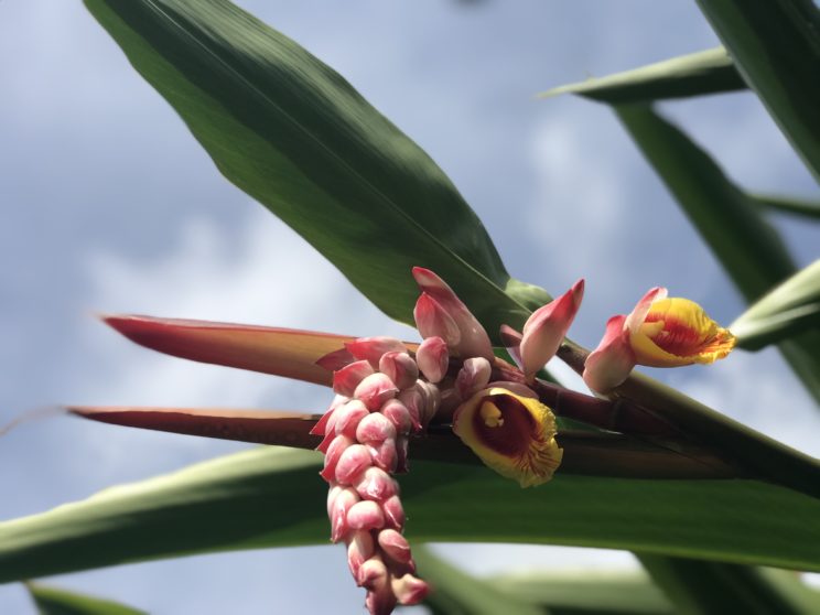 Atoumo que gérissent tous nos maux